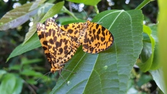 Epobeidia tigrata tigrata