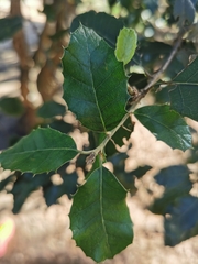 Quercus ilex