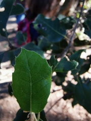 Quercus ilex