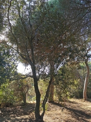 Quercus ilex