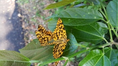 Epobeidia tigrata tigrata