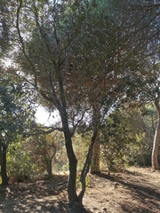 Quercus ilex
