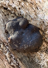 Camarops petersii