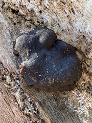 Camarops petersii