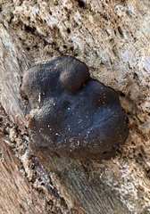 Camarops petersii