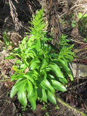Solidago azorica