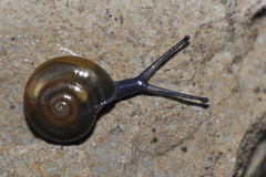 Morlina glabra