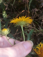 Pentanema britannica