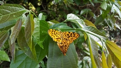 Epobeidia tigrata tigrata