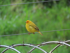 Sicalis flaveola flaveola