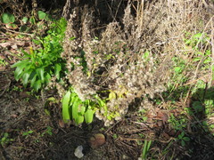 Solidago azorica
