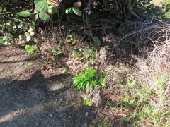 Solidago azorica