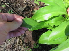 Solidago azorica