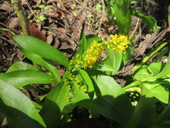 Solidago azorica