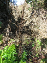 Solidago azorica