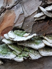 Trichaptum abietinum