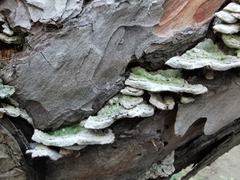 Trichaptum abietinum