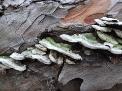 Trichaptum abietinum