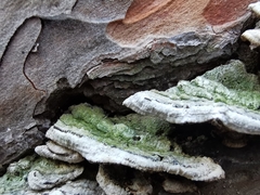 Trichaptum abietinum