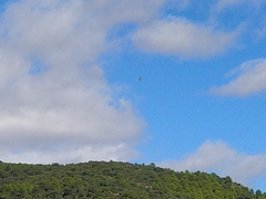 Gyps fulvus