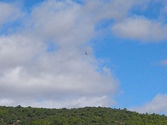 Gyps fulvus