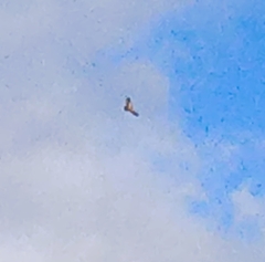 Gyps fulvus