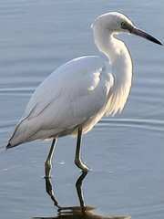 Egretta thula