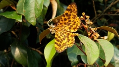 Epobeidia tigrata tigrata