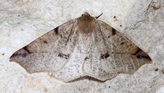 Caripeta triangulata