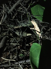 Rieppeleon kerstenii