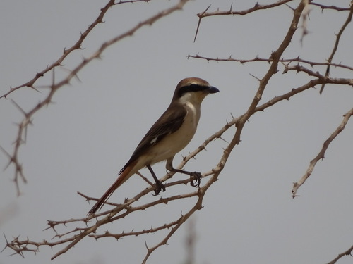 Lanius phoenicuroides