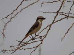 Lanius phoenicuroides