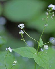 Circaea alpina pacifica