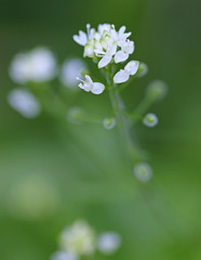 Circaea alpina pacifica
