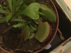 Dionaea