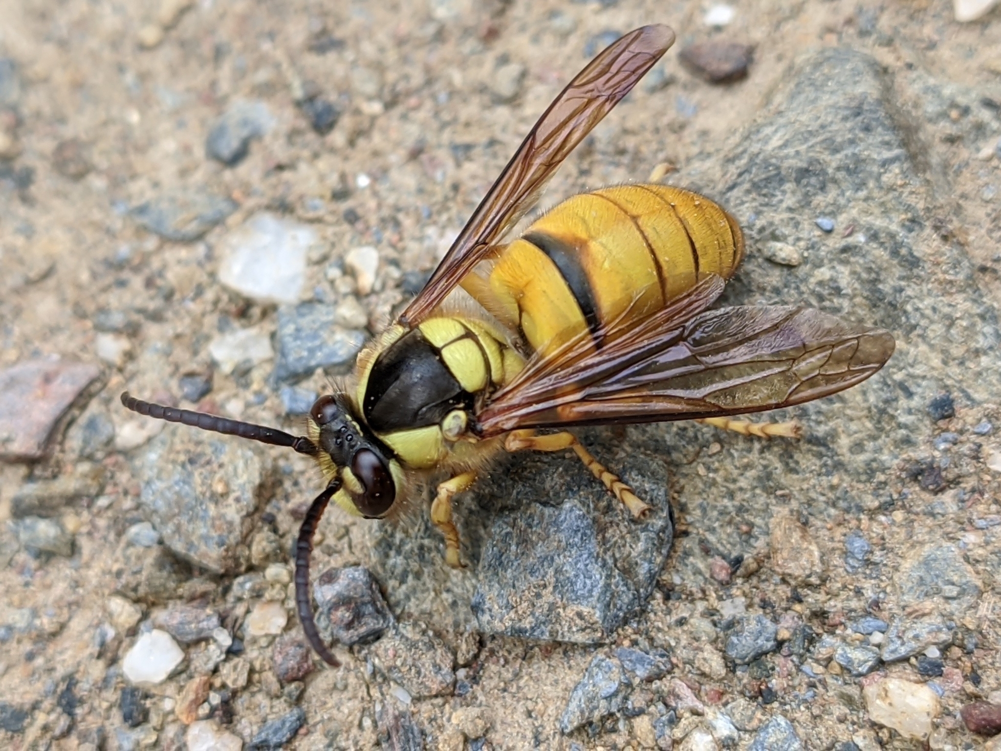 Vespa bicolor Fabricius, 1787