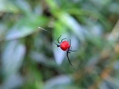 Leucauge licina