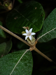 Sabicea cinerea