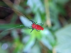 Leucauge licina