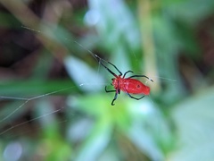 Leucauge licina