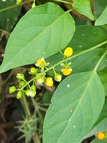 Rivina humilis