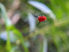 Leucauge licina