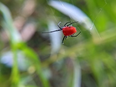 Leucauge licina