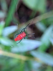 Leucauge licina