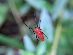 Leucauge licina