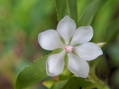 Sauvagesia erecta
