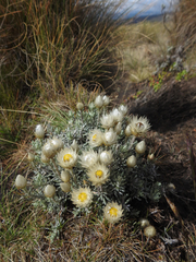 Helichrysum newii