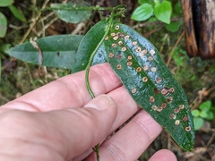 Smilax coriacea