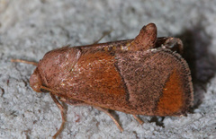 Apoda latomia