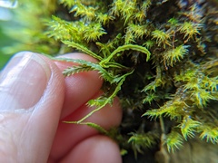 Cochlidium serrulatum